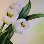 White Tulips
11x15