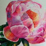 Love that Peony                    matted size 18 x 20