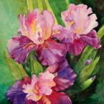 Momma's Iris                        matted size 24 x 18