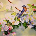 Apple Blossoms & Bluebird    matted size 24 x 30